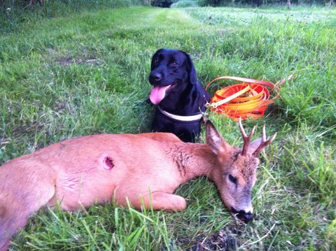 Schweisshund Laika efter vellykket eftersøgning